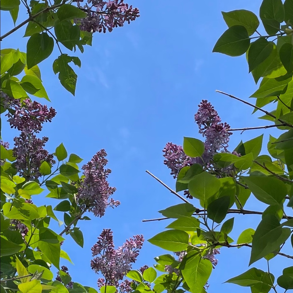 Meet your Posher, Janine